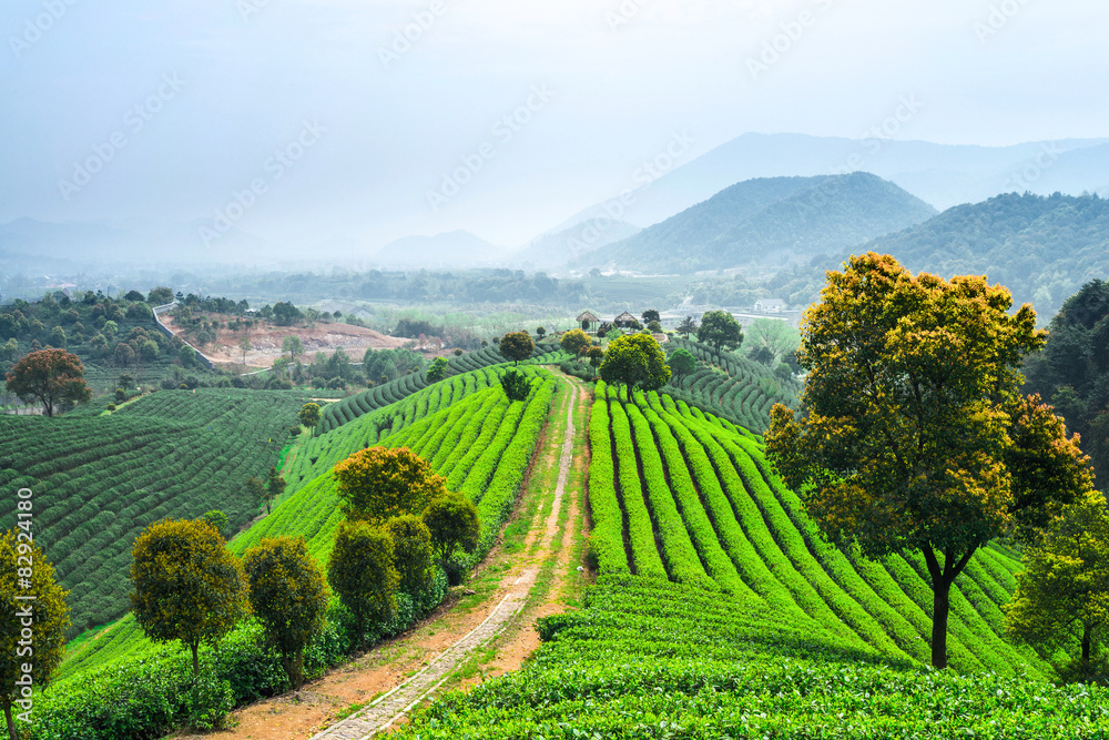 Fototapeta premium tea plantations under blue sky