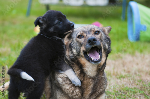 Dog with puppy