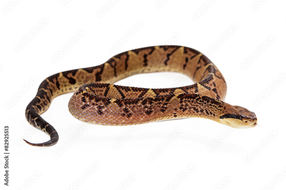 Central American Bushmaster Snake Looking To Side Central American Bushmaster Snake Looking To Side