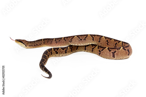 Central American Bushmaster Snake Moving Away © adogslifephoto