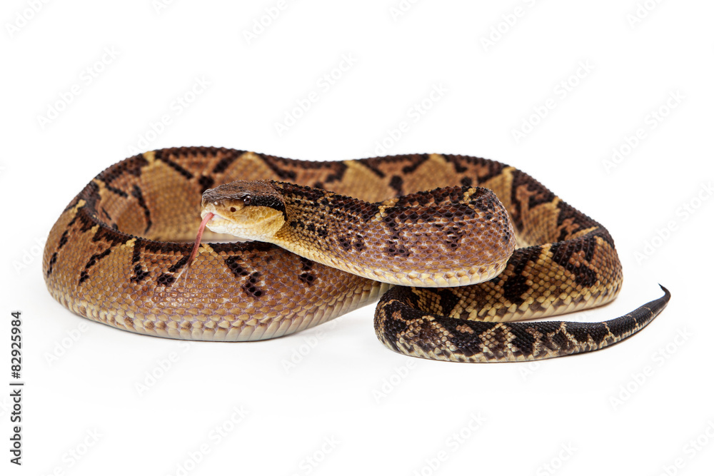 Central American Bushmaster With Tongue Out Central American Bushmaster With Tongue Out