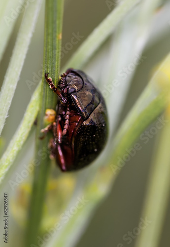 Small beetle photo