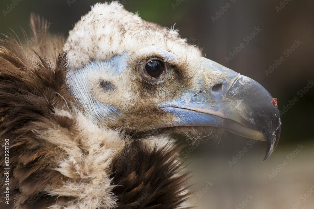 Portret van een monniksgier die net gegeten heeft.