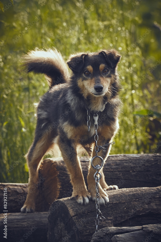 Curious attentive miserable dog chained on a pile of fire wood Curious attentive miserable dog chained on a pile of fire wood