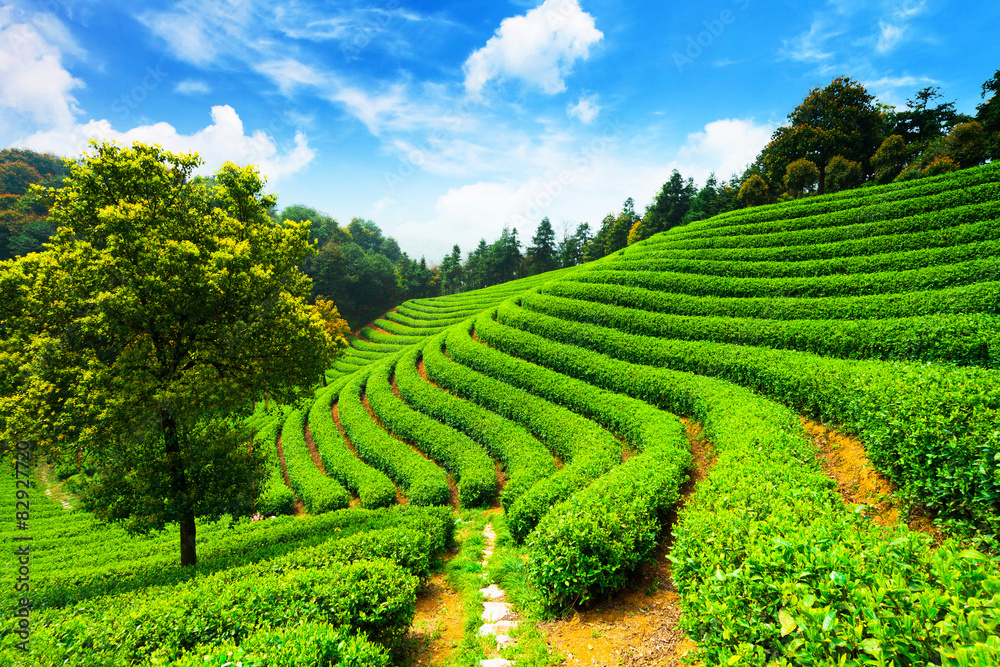 tea plantations under blue sky