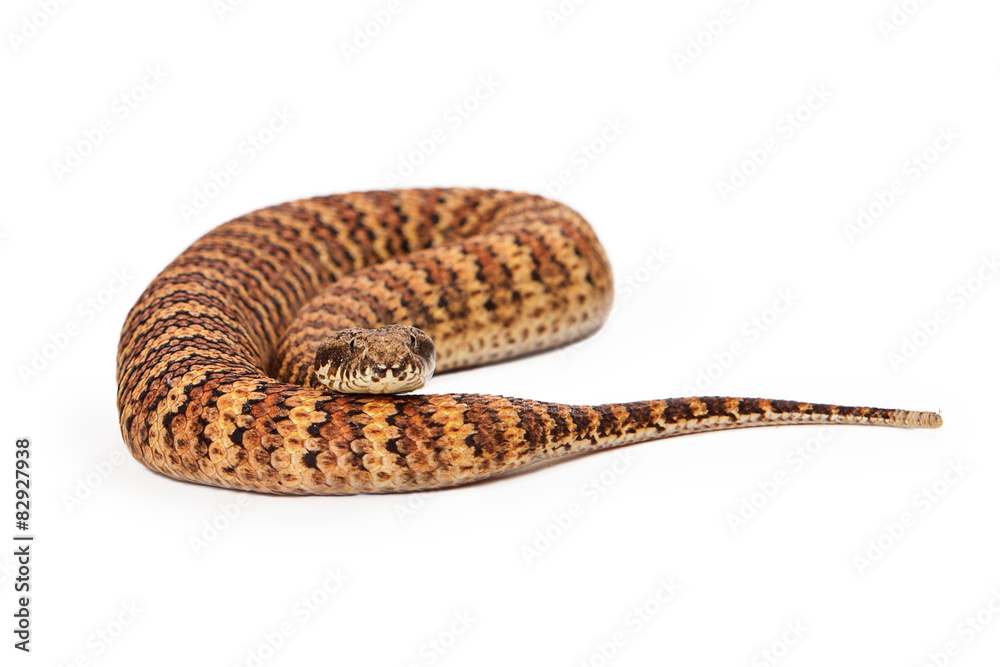 Dead snake hi-res stock photography and images - Page 2 - Alamy