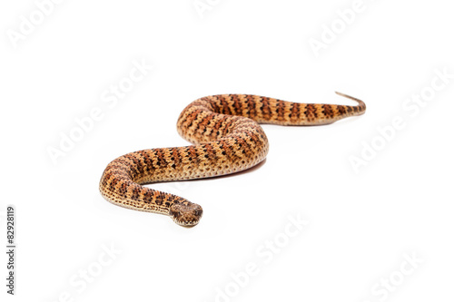 Common Death Adder Snake Moving Towards Camera