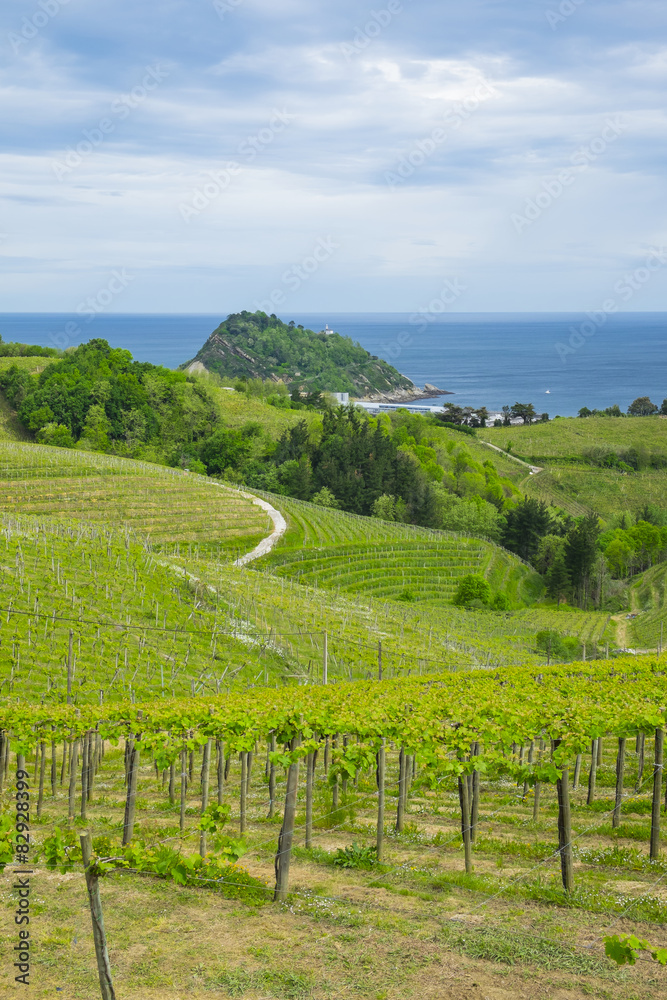 Vineyards and farm for production of white wine with sea
