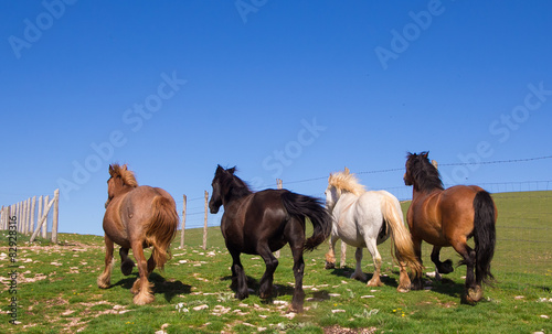 Quattro cavalli al galoppo