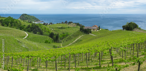 Fototapeta Naklejka Na Ścianę i Meble -  Vineyards and farm for the production of white wine with the sea