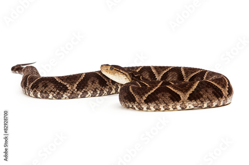 Dangerous Terciopelo Pit Viper Snake photo