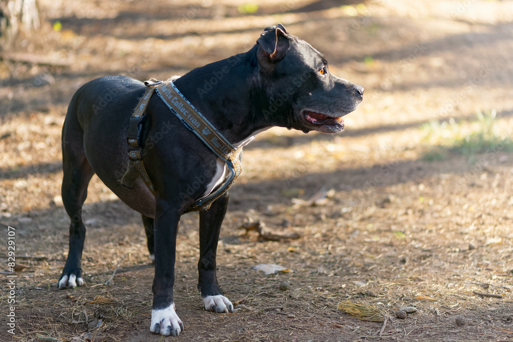 Amstaff during evening light