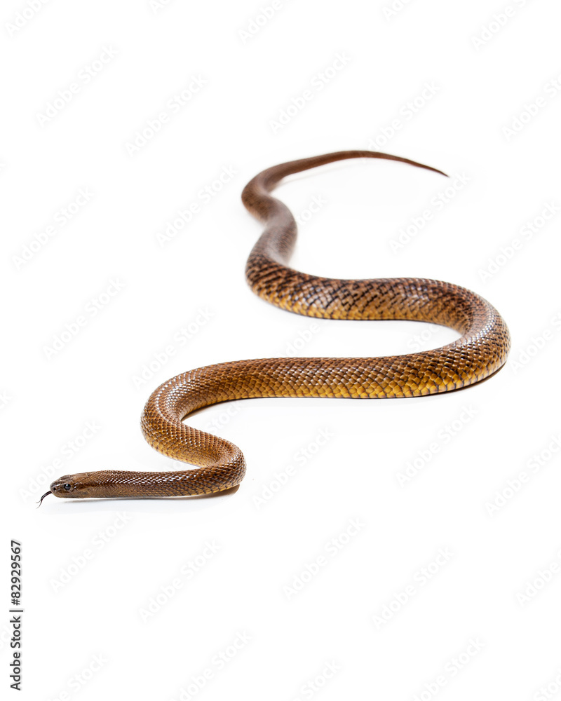 Obraz premium Dangerous Venomous Inland Taipan Snake