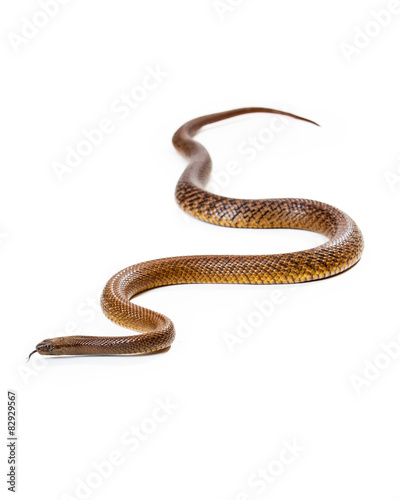 Dangerous Venomous Inland Taipan Snake