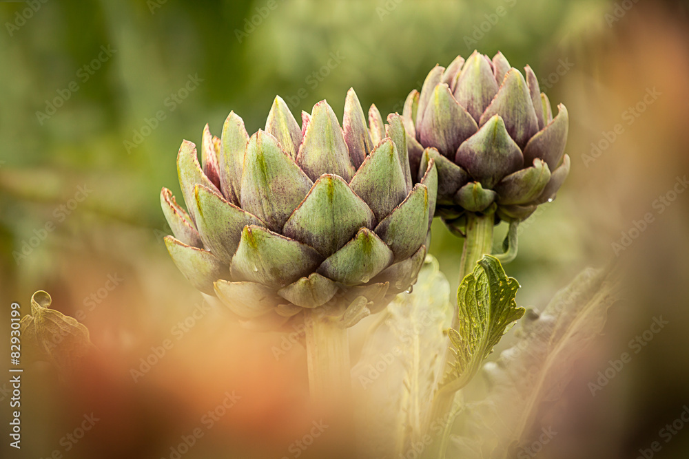 Artischocke (Cynara cardunculus) Artischocke (Cynara cardunculus)