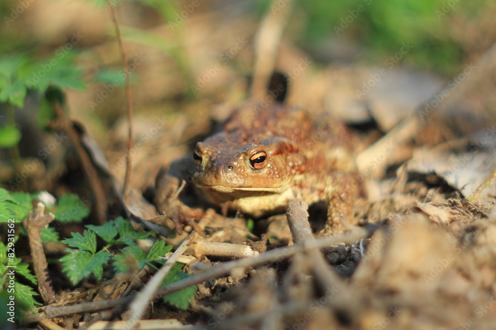 Fototapeta premium Жаба в сухих листьях и траве весеннего леса