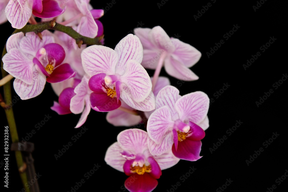Orchidee Orchidee