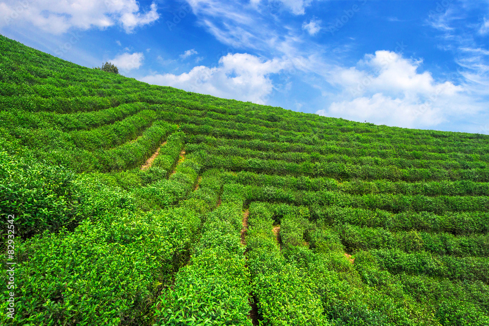 tea plantations under blue sky