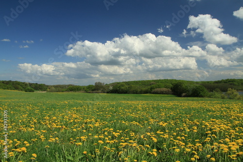 Wiese mit Löwenzahn