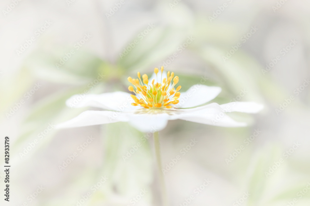 Fototapeta premium Very bright white flower with yellow petals