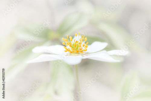 Very bright white flower wi...