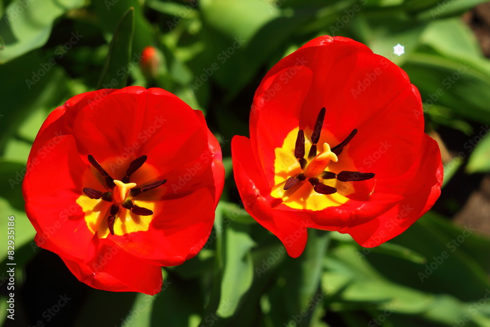 red tulips red tulips