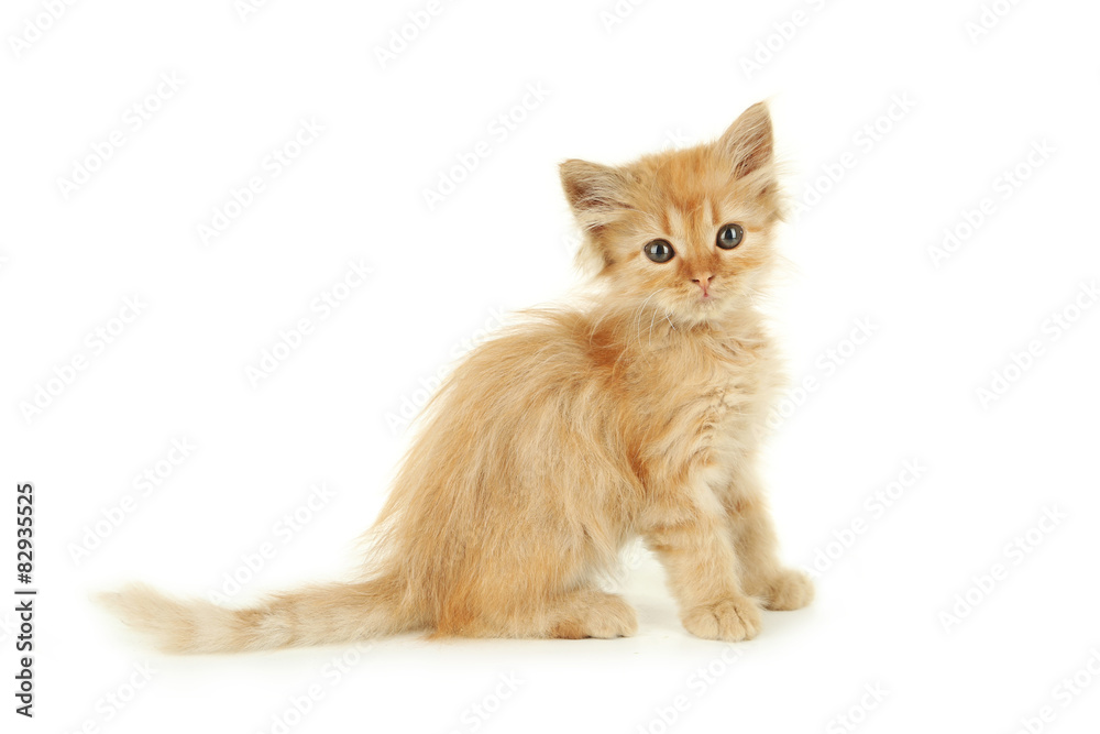 Redhead kitten isolated on white