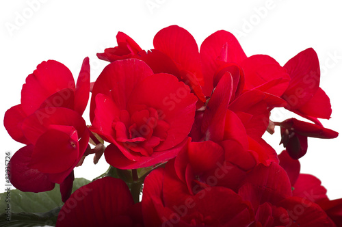 red begonia flowers closeup in the study