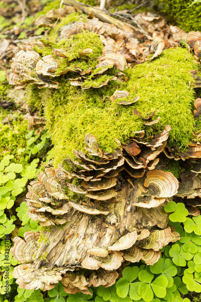 Hongo Trametes versicolor Hongo Trametes versicolor