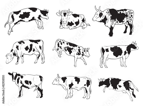 vector icons of cows