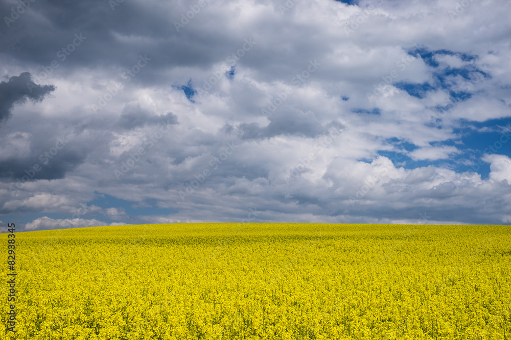Obraz premium Landschaft mit Rapsfeld