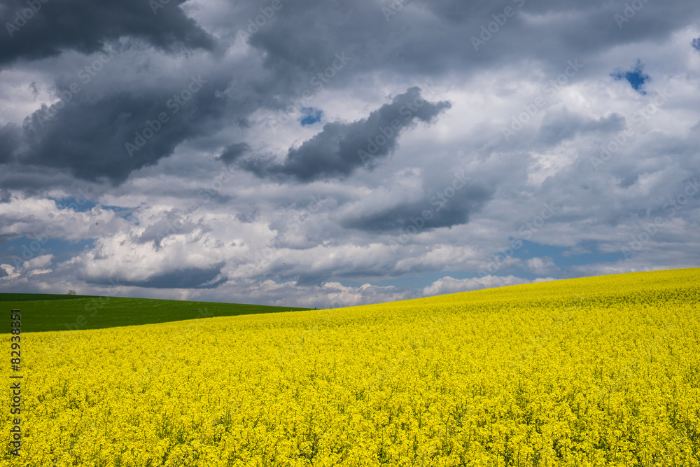 Landschaft mit Rapsfeld