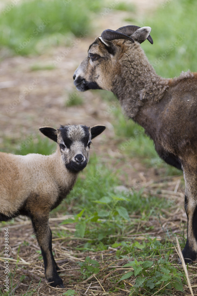 sheep in the farm