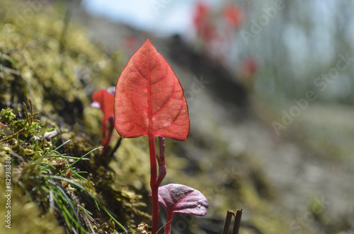 Young red rolled leaves of Japanese knotweed