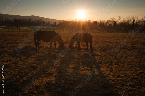 Horses grazing at sunset © stokkete