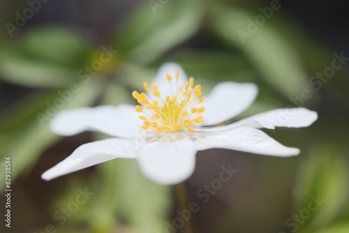 Wood anemone short depth of...