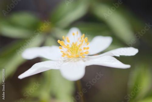 Wood anemone short depth of field in side view