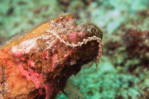 Underwater photography of a white chain nudibranch photo