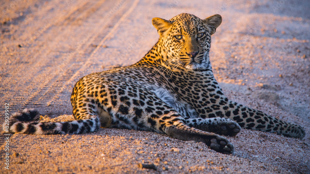Fototapeta premium South African Leopard