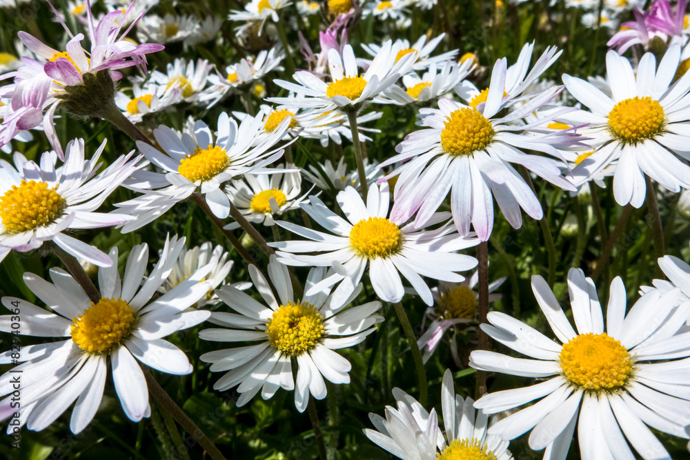 Daisies Daisies