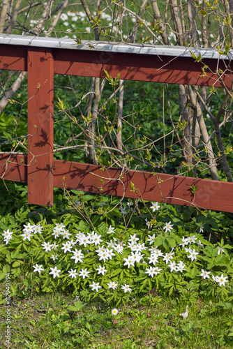White spring flowers growin...