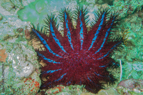 Underwater photography of a sea anemone