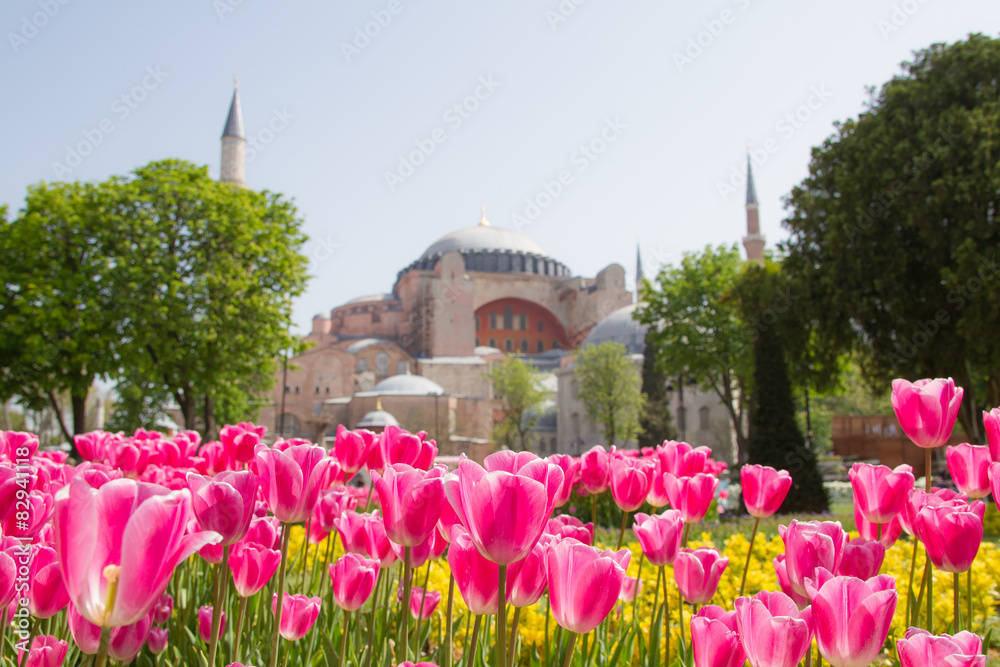 Tulpen und Hagia Sophia, Istanbul, Türkei