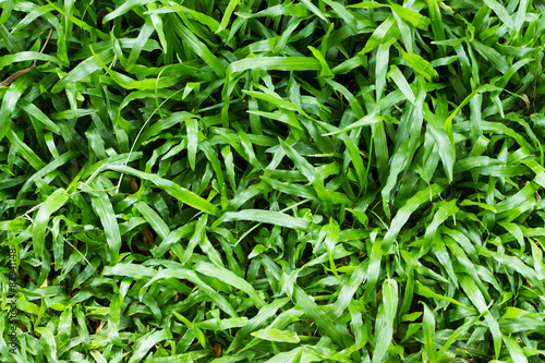 close-up freshness grass field.