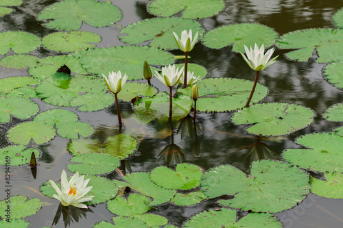leaves and flower of lotus in pond