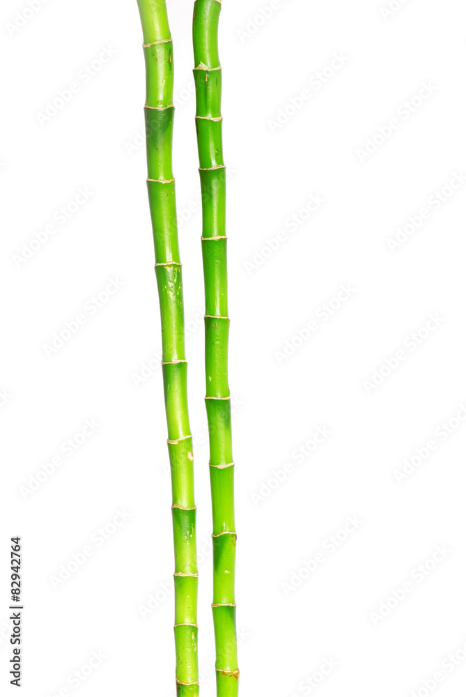 Fototapeta premium Bamboo