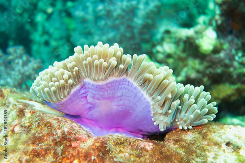 Slika na platnu Underwater photography of a sea anemone