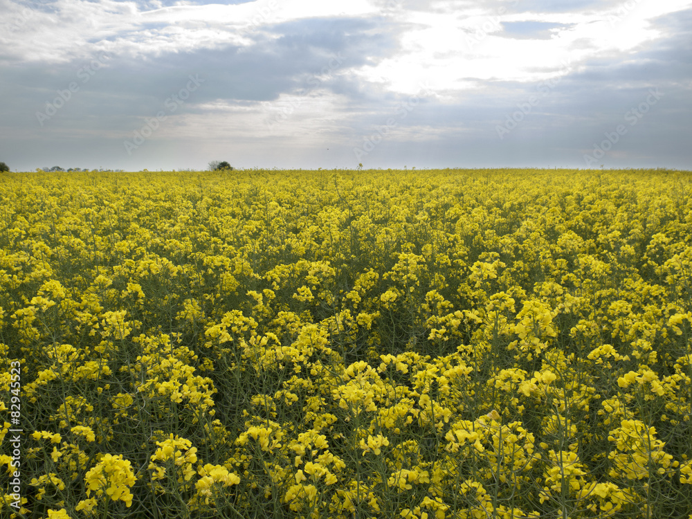 Bright yellow field under sky with clouds
