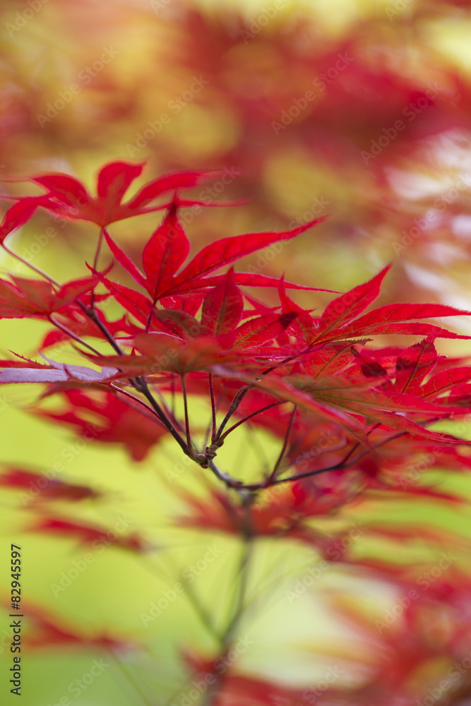 red leaves of maple red leaves of maple