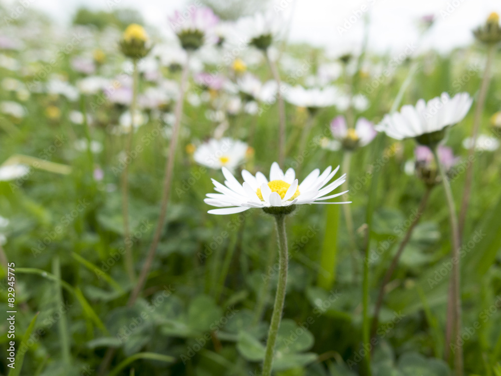 natural background with daisies and grass natural background with daisies and grass